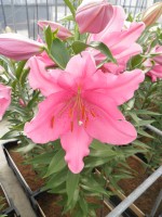 [1885 Baranello VH No01.JPG]